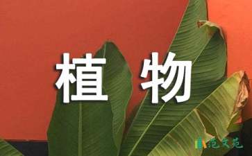 《植物的“身体”》大班教案