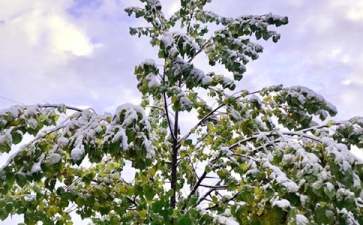 下雪了教案汇总九篇